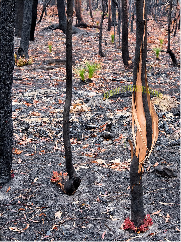 Mầm non hồi sinh trên cánh rừng cháy rụi ở Australia - 3