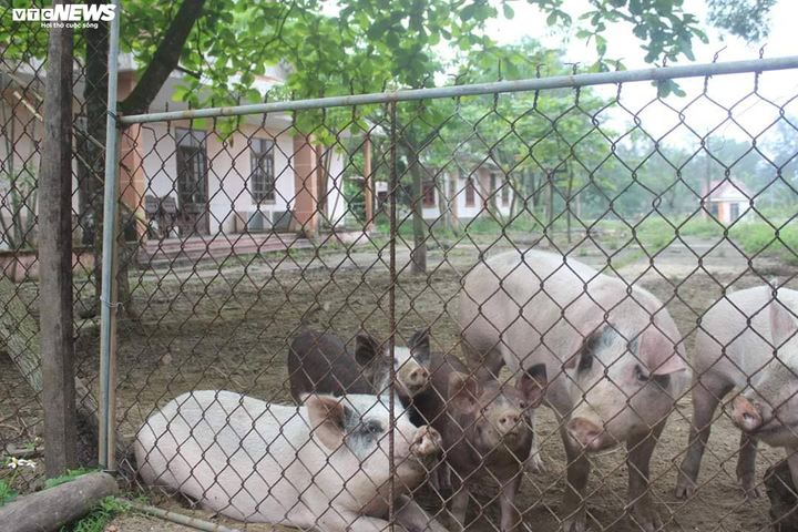 Khu du lịch biển Hà Tĩnh hoang tàn, nhà nghỉ biến thành chuồng nuôi lợn - 8