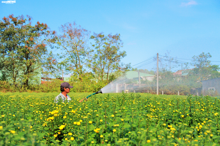 Sắc vàng ngập các vườn hoa Pleiku, dân trồng mai lo vì hoa nở sớm - 2