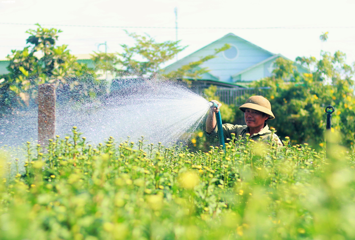 Sắc vàng ngập các vườn hoa Pleiku, dân trồng mai lo vì hoa nở sớm - 3