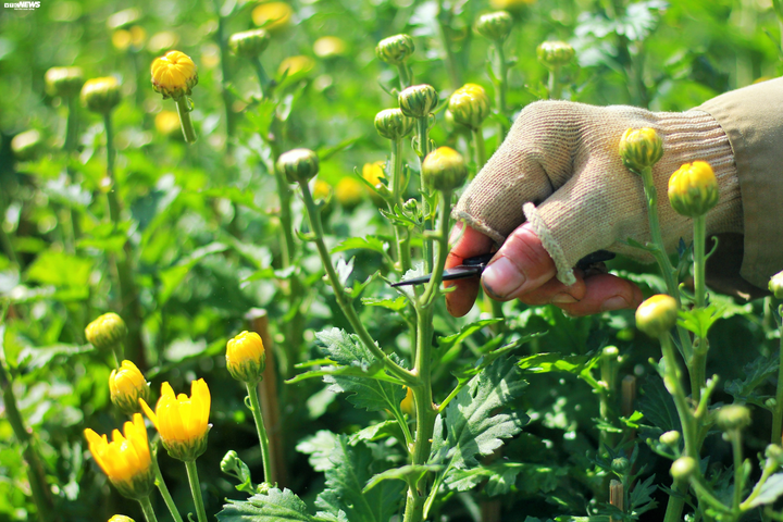 Sắc vàng ngập các vườn hoa Pleiku, dân trồng mai lo vì hoa nở sớm - 4