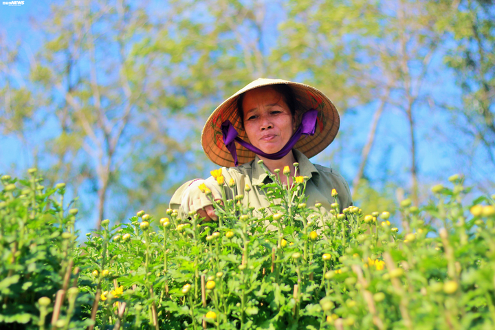 Sắc vàng ngập các vườn hoa Pleiku, dân trồng mai lo vì hoa nở sớm - 7