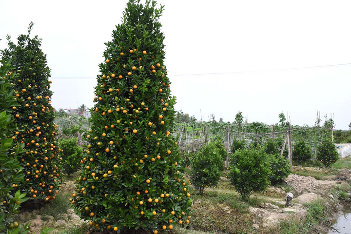 Ảnh: Làng quất cảnh Hải Phòng 'nóng' lên từng ngày - 3