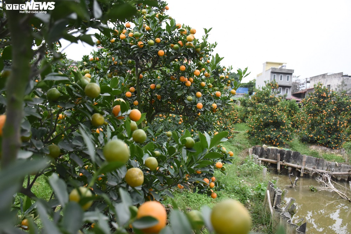 Ảnh: Làng quất cảnh Hải Phòng 'nóng' lên từng ngày - 5