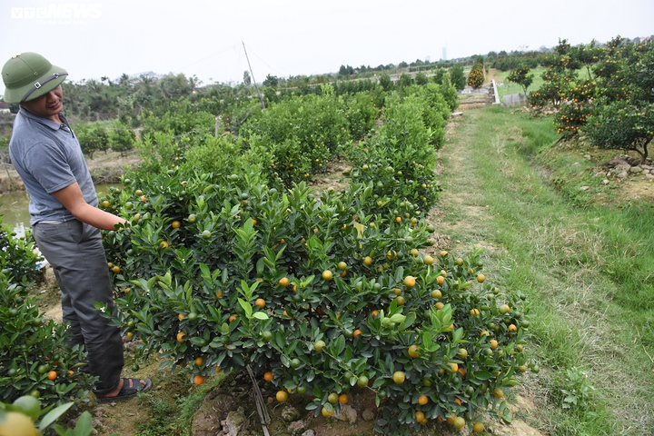 Ảnh: Làng quất cảnh Hải Phòng 'nóng' lên từng ngày - 12