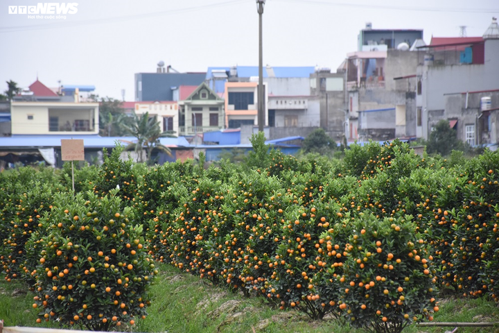 Ảnh: Làng quất cảnh Hải Phòng 'nóng' lên từng ngày - 1