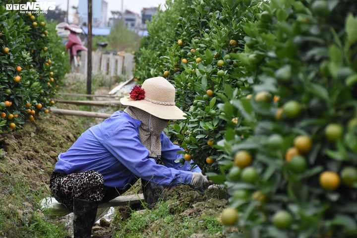 Ảnh: Làng quất cảnh Hải Phòng 'nóng' lên từng ngày - 8