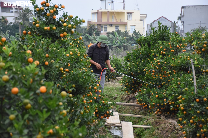 Ảnh: Làng quất cảnh Hải Phòng 'nóng' lên từng ngày - 10