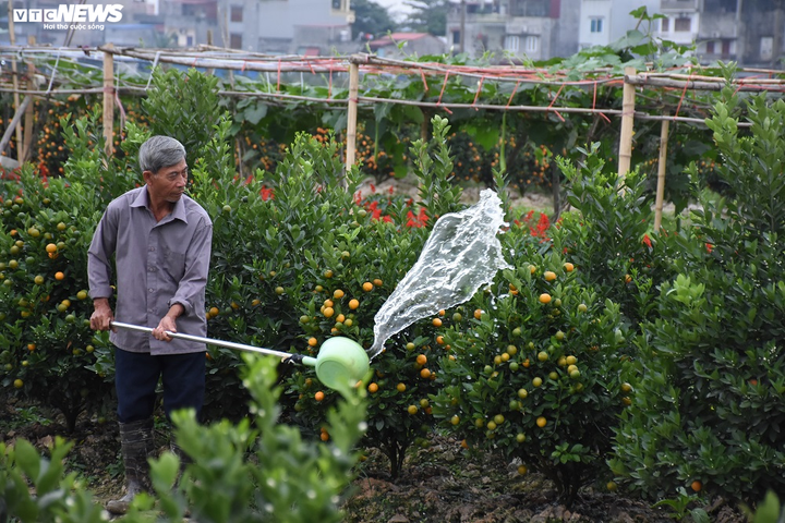 Ảnh: Làng quất cảnh Hải Phòng 'nóng' lên từng ngày - 9