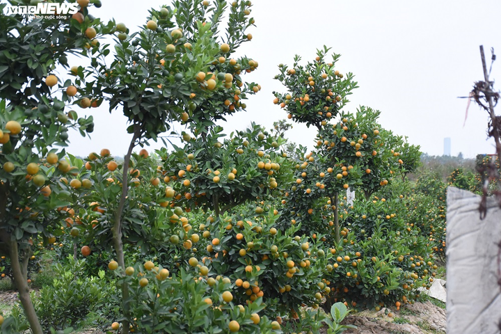 Ảnh: Làng quất cảnh Hải Phòng 'nóng' lên từng ngày - 15