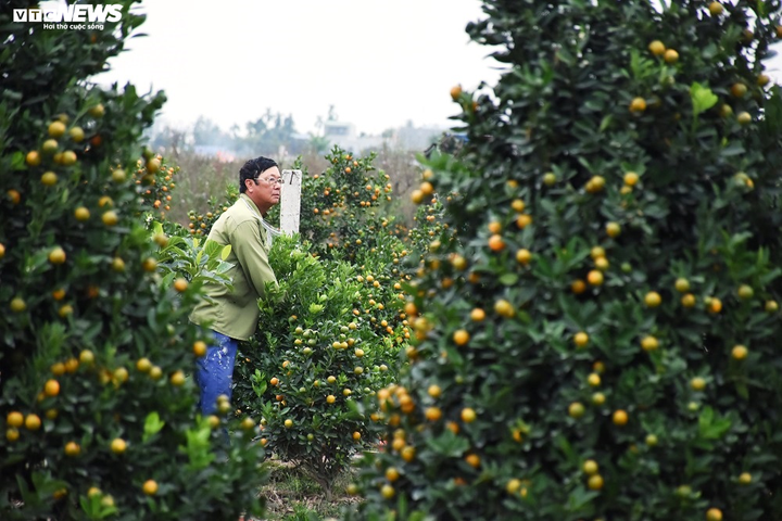 Ảnh: Làng quất cảnh Hải Phòng 'nóng' lên từng ngày - 11