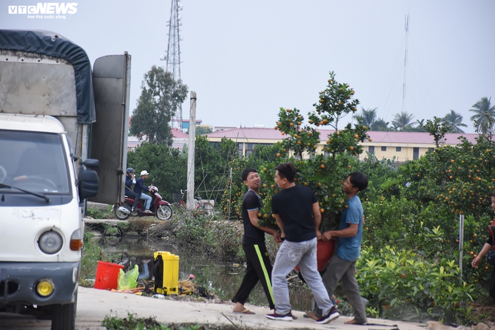 Ảnh: Làng quất cảnh Hải Phòng 'nóng' lên từng ngày - 16