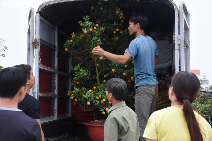 Ảnh: Làng quất cảnh Hải Phòng 'nóng' lên từng ngày - 17