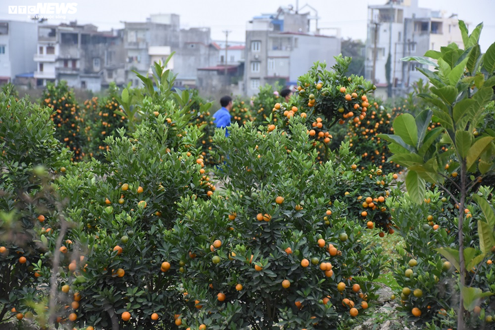 Ảnh: Làng quất cảnh Hải Phòng 'nóng' lên từng ngày - 7