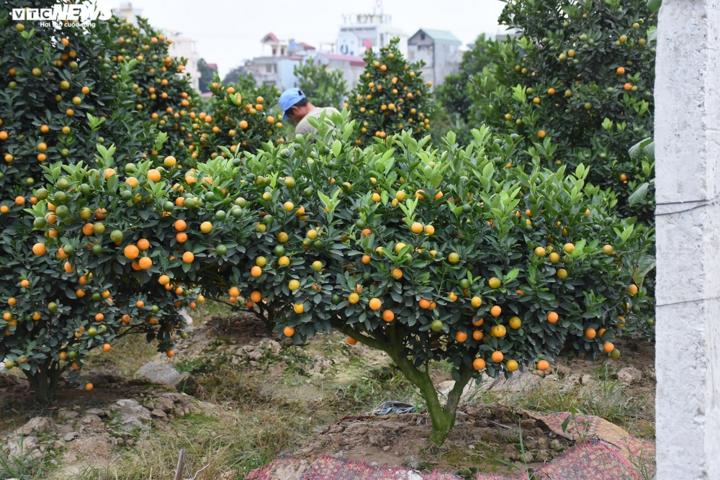 Ảnh: Làng quất cảnh Hải Phòng 'nóng' lên từng ngày - 14