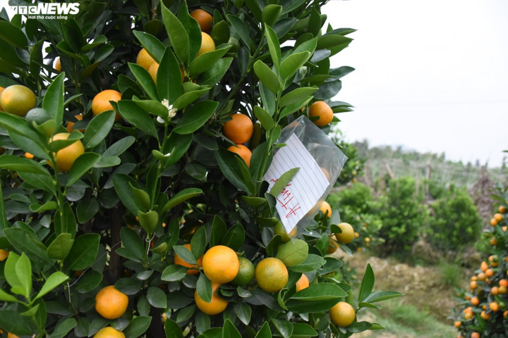 Ảnh: Làng quất cảnh Hải Phòng 'nóng' lên từng ngày - 6