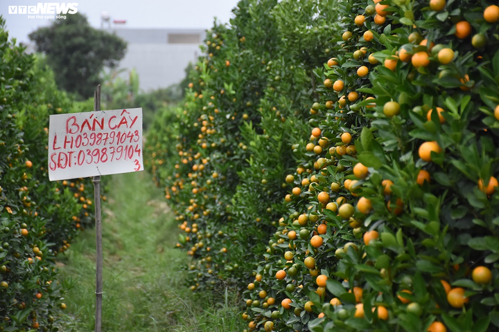 Ảnh: Làng quất cảnh Hải Phòng 'nóng' lên từng ngày - 4