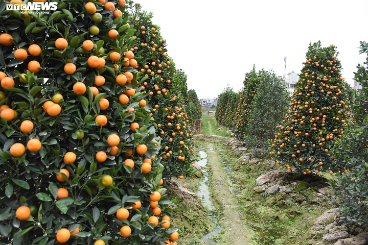 Ảnh: Làng quất cảnh Hải Phòng 'nóng' lên từng ngày - 2