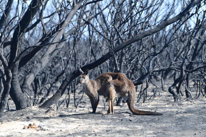 Cháy rừng thiêu rụi 1/3 diện tích đảo du lịch Kangaroo của Australia - 6