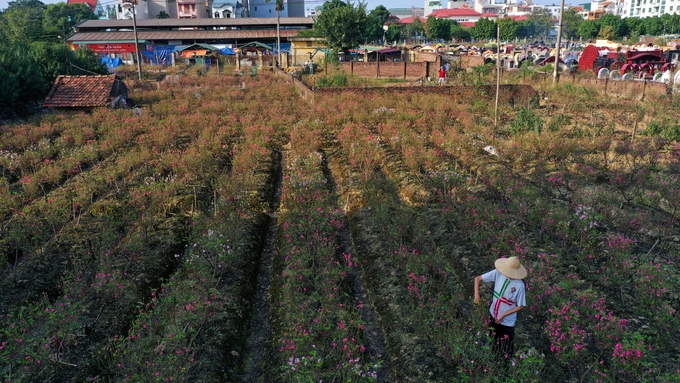 Hoa đào nở sớm, nông dân Hà Nội lo mất Tết - 2