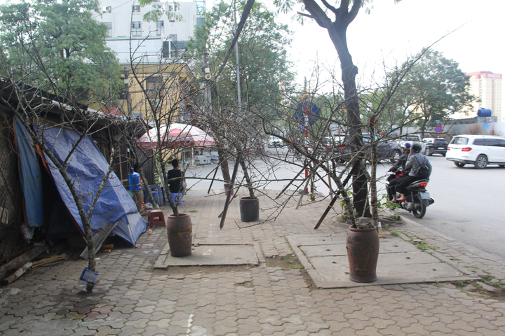 Ảnh: Cành đào mốc meo như củi khô có giá khó tin gần 200 triệu đồng - 1