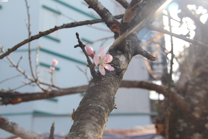 Ảnh: Cành đào mốc meo như củi khô có giá khó tin gần 200 triệu đồng - 8