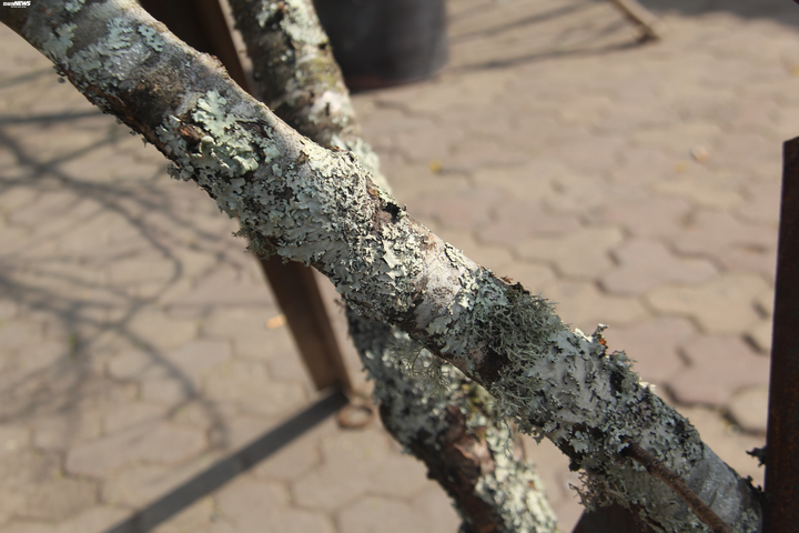 Ảnh: Cành đào mốc meo như củi khô có giá khó tin gần 200 triệu đồng - 12