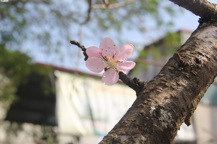 Ảnh: Cành đào mốc meo như củi khô có giá khó tin gần 200 triệu đồng - 6