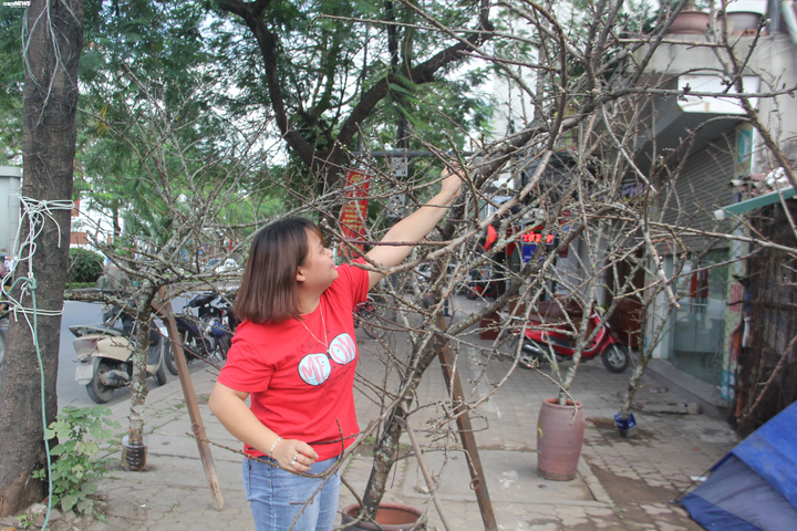 Ảnh: Cành đào mốc meo như củi khô có giá khó tin gần 200 triệu đồng - 9