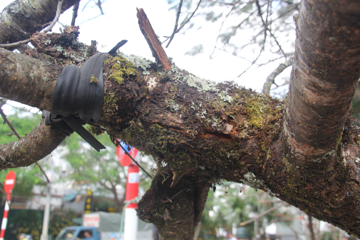 Ảnh: Cành đào mốc meo như củi khô có giá khó tin gần 200 triệu đồng - 5