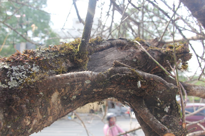 Ảnh: Cành đào mốc meo như củi khô có giá khó tin gần 200 triệu đồng - 4