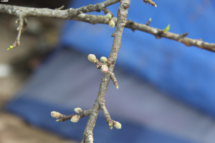 Ảnh: Cành đào mốc meo như củi khô có giá khó tin gần 200 triệu đồng - 11