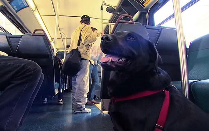 Chủ quá bận, chú chó ham chơi tự bắt xe buýt đi công viên mỗi ngày - 5