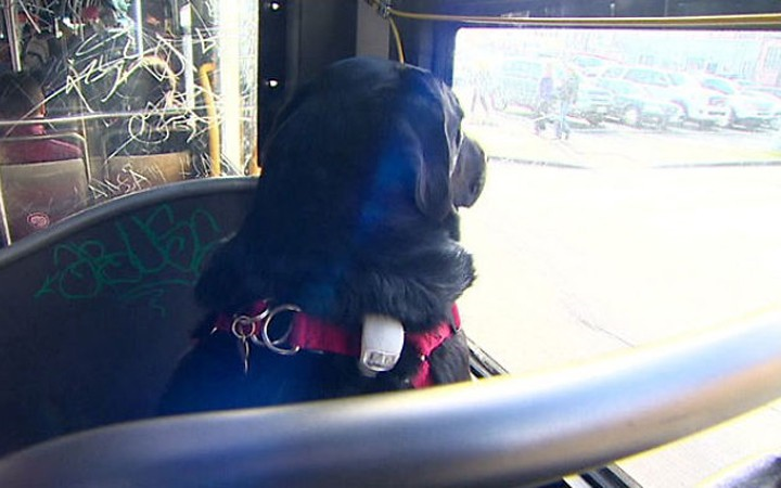 Chủ quá bận, chú chó ham chơi tự bắt xe buýt đi công viên mỗi ngày - 4