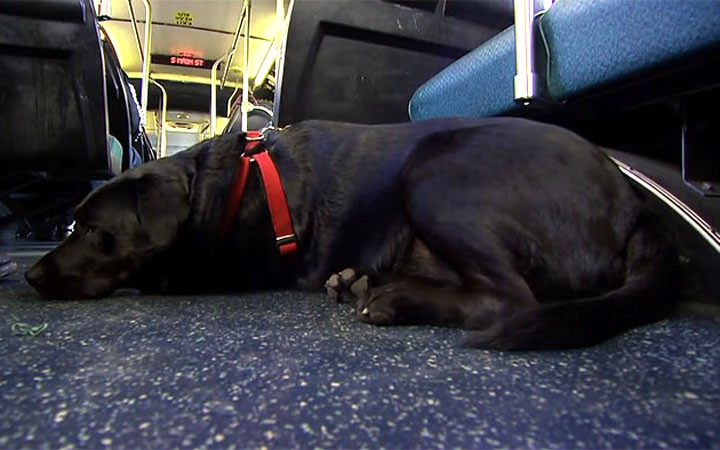 Chủ quá bận, chú chó ham chơi tự bắt xe buýt đi công viên mỗi ngày - 6