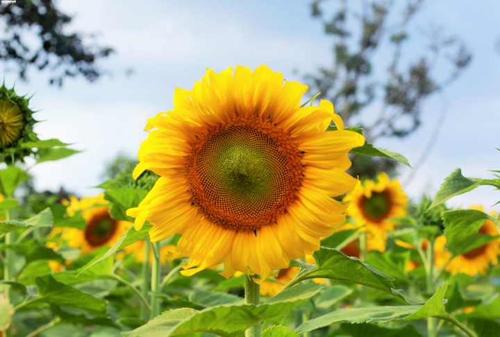 Say mê sắc vàng hướng dương giữa lòng phố núi - 10