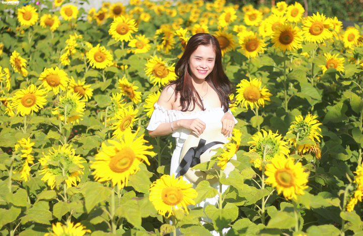 Say mê sắc vàng hướng dương giữa lòng phố núi - 11