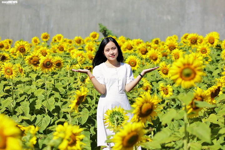 Say mê sắc vàng hướng dương giữa lòng phố núi - 2