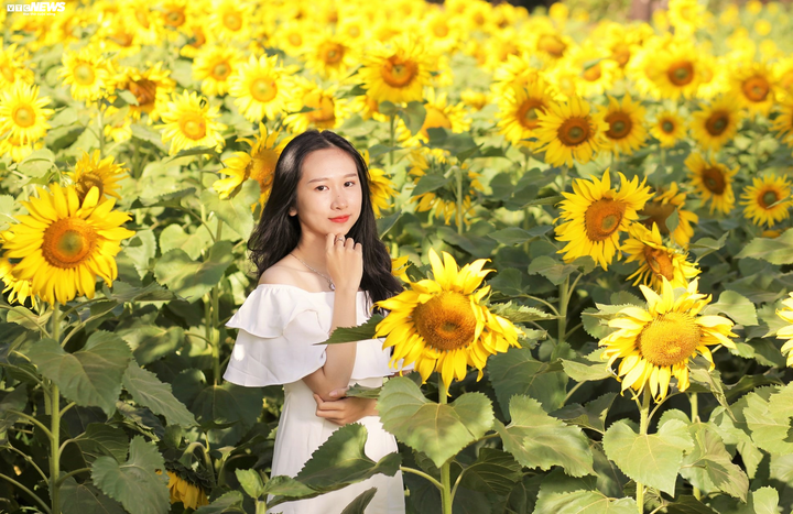 Say mê sắc vàng hướng dương giữa lòng phố núi - 4