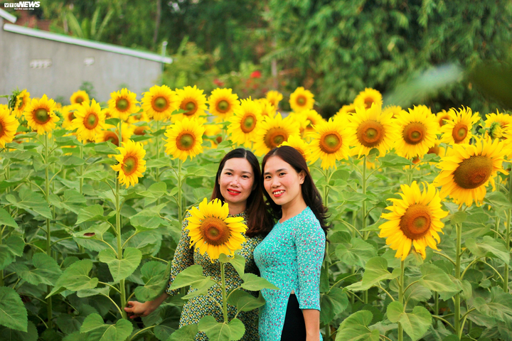 Say mê sắc vàng hướng dương giữa lòng phố núi - 6