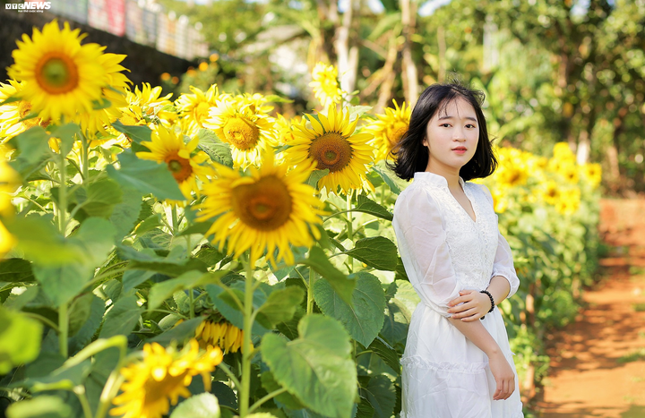 Say mê sắc vàng hướng dương giữa lòng phố núi - 7