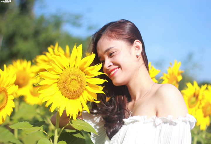 Say mê sắc vàng hướng dương giữa lòng phố núi - 8