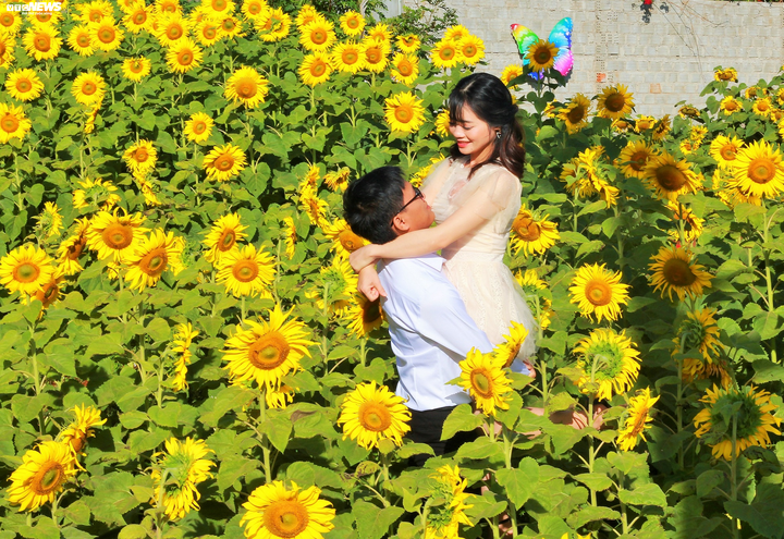 Say mê sắc vàng hướng dương giữa lòng phố núi - 9