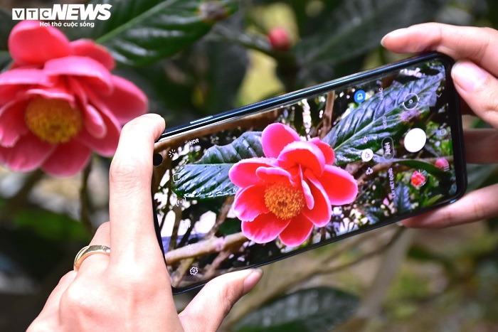 Chiêm ngưỡng vẻ đẹp cây hải đường hơn 100 tuổi ở thành phố Cảng - 7