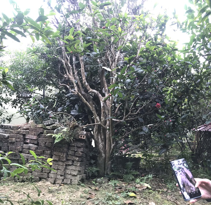 Chiêm ngưỡng vẻ đẹp cây hải đường hơn 100 tuổi ở thành phố Cảng - 1