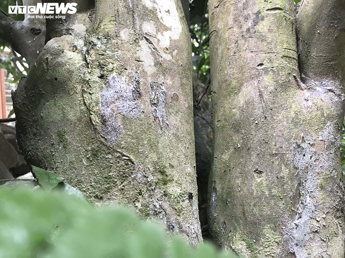 Chiêm ngưỡng vẻ đẹp cây hải đường hơn 100 tuổi ở thành phố Cảng - 2