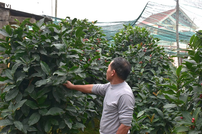 Chiêm ngưỡng vẻ đẹp cây hải đường hơn 100 tuổi ở thành phố Cảng - 11