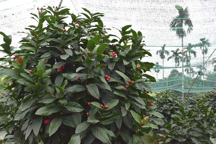 Chiêm ngưỡng vẻ đẹp cây hải đường hơn 100 tuổi ở thành phố Cảng - 10