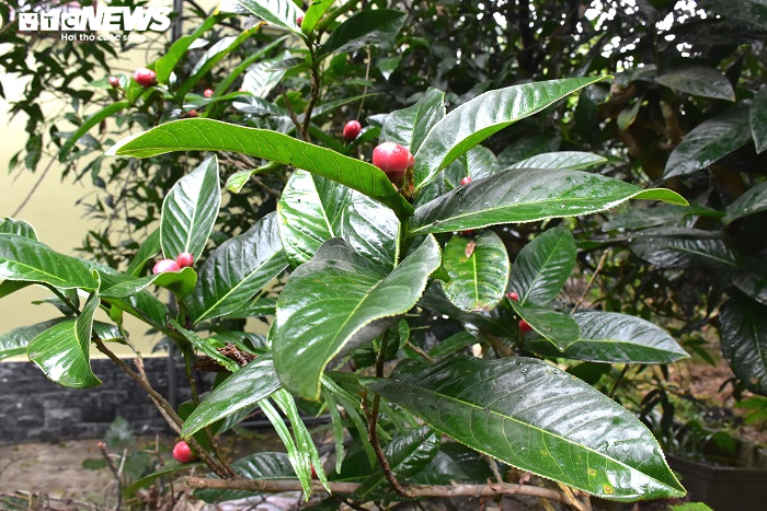 Chiêm ngưỡng vẻ đẹp cây hải đường hơn 100 tuổi ở thành phố Cảng - 4