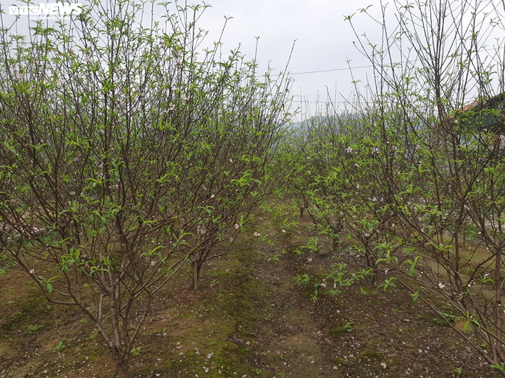 Hà Tĩnh: Đào Tết nở rộ, người trồng thiệt hại hàng trăm triệu đồng - 7